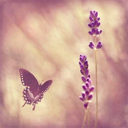 适合做头像的图片小清新