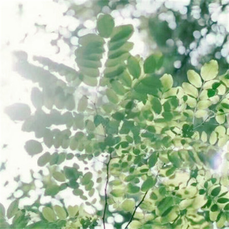 适合做头像的图片小清新