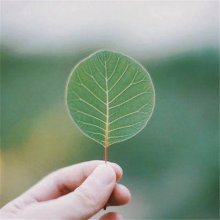 适合做头像的图片小清新