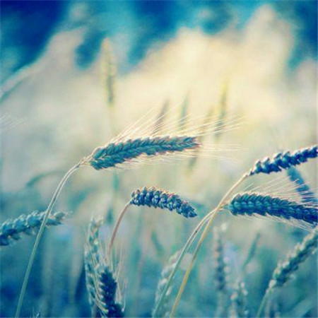 适合做头像的图片小清新