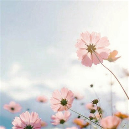 适合做头像的图片小清新