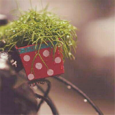 适合做头像的图片小清新