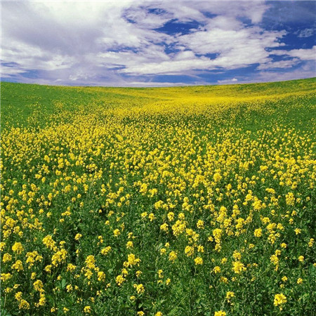 适合做头像的图片小清新