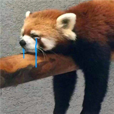 2025搞怪头像图片