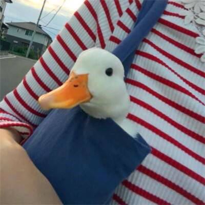 微信搞怪头像高清图片