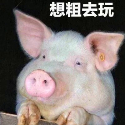 搞笑头像图片2025最火爆