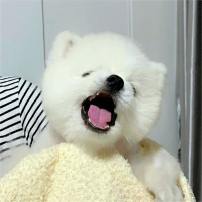 搞笑头像图片2025最火爆