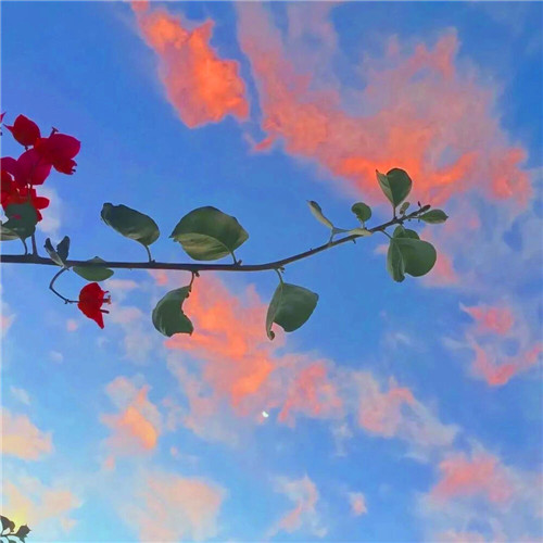 抖音图片最火头像风景