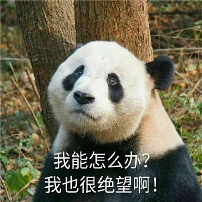 熊猫头表情包头像