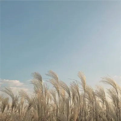 微信风景头像清新自然简单好看图片