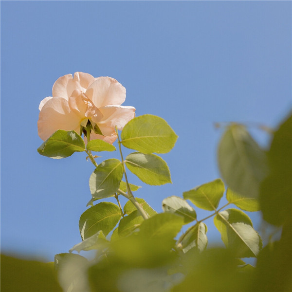 2026超好看背景图片头像