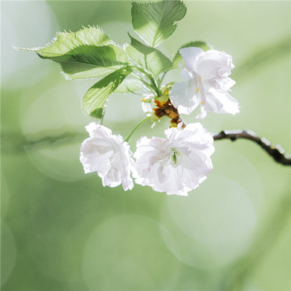 2026超好看背景图片头像