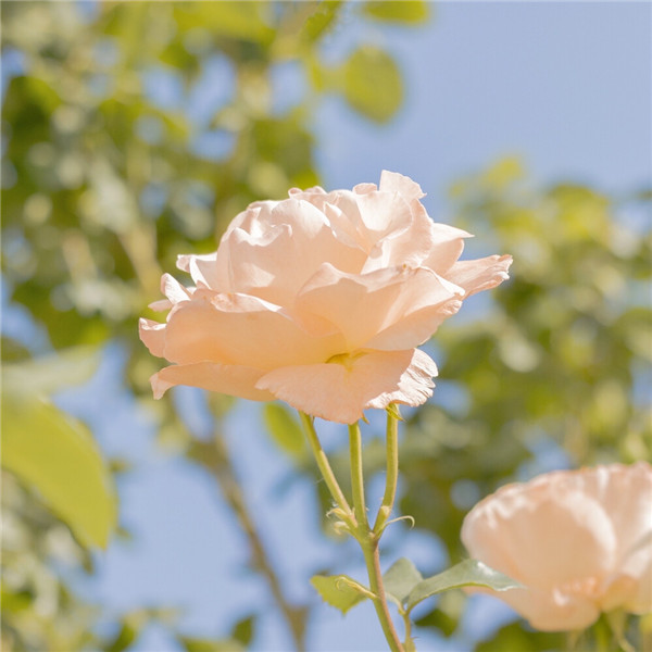 2026超好看背景图片头像