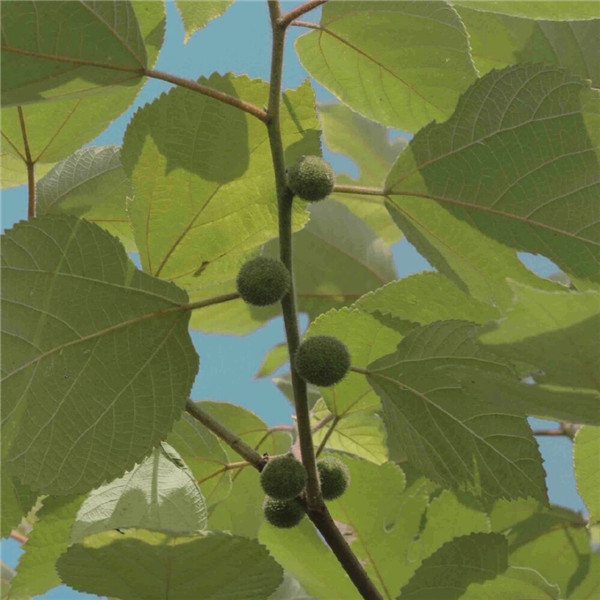 2026超好看背景图片头像