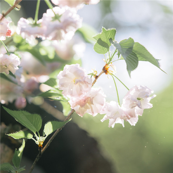 2026超好看背景图片头像