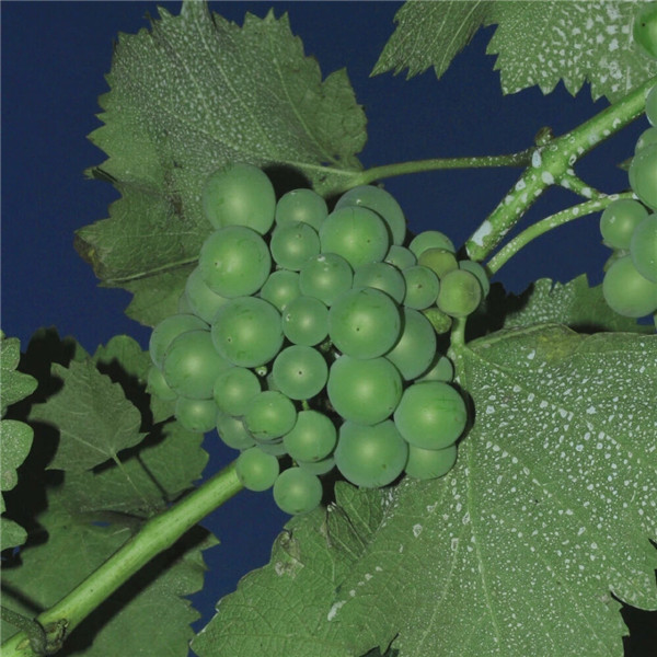 2026超好看背景图片头像