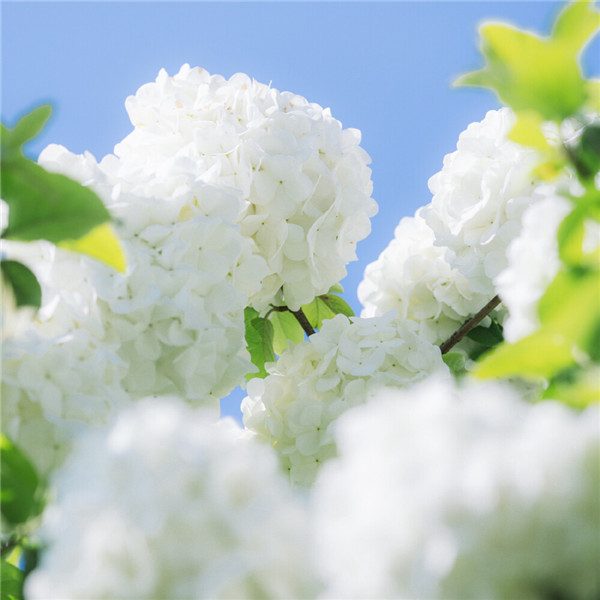 2026超好看背景图片头像