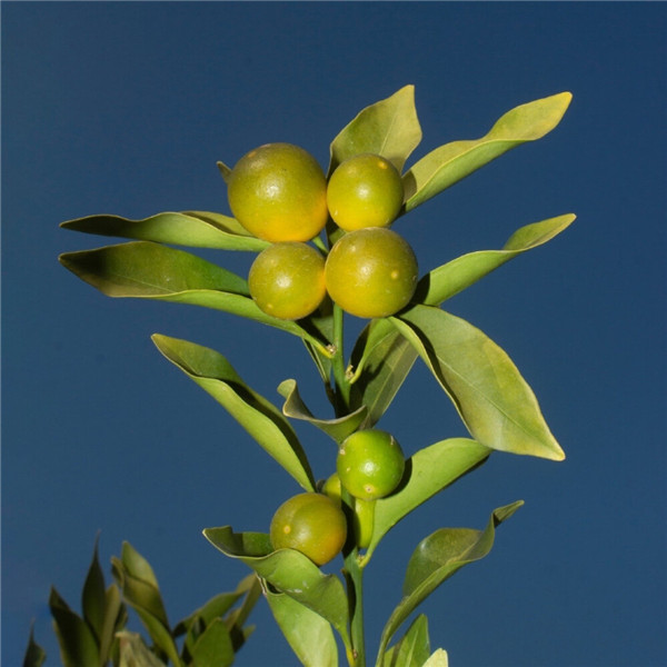 2026超好看背景图片头像