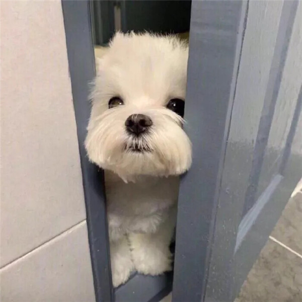 2026超好看背景图片头像