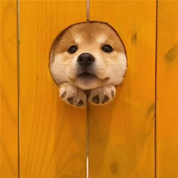 2026超好看背景图片头像