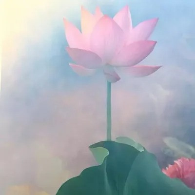 超火的荷花头像图片