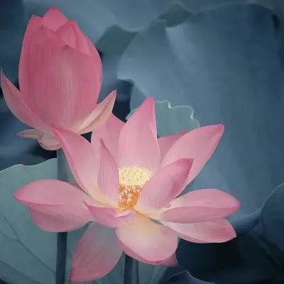 超火的荷花头像图片