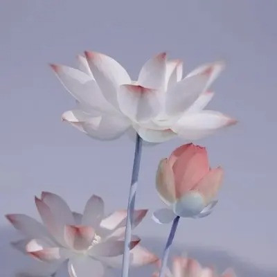 超火的荷花头像图片