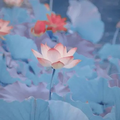 超火的荷花头像图片