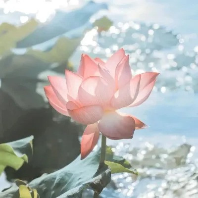 超火的荷花头像图片