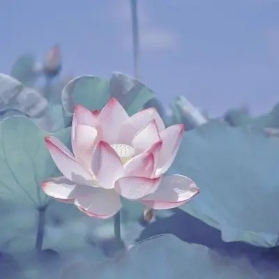 超火的荷花头像图片