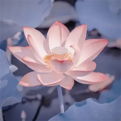 超火的荷花头像图片