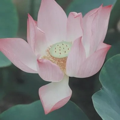 超火的荷花头像图片