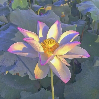 超火的荷花头像图片