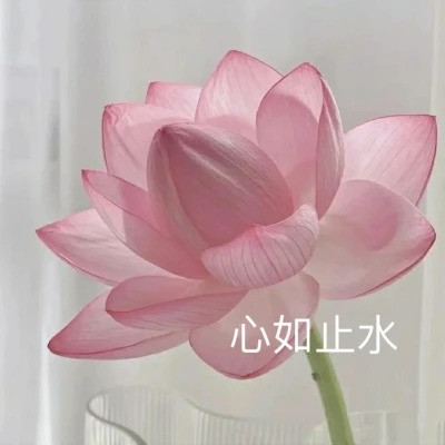 超火的荷花头像图片
