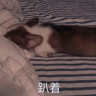 头像2025最新款动物图片
