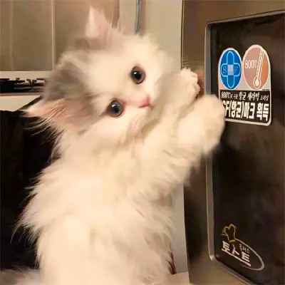头像图片2025最火爆萌宠
