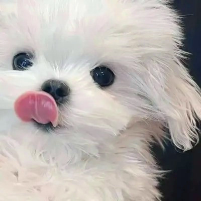 头像图片2025最火爆萌宠