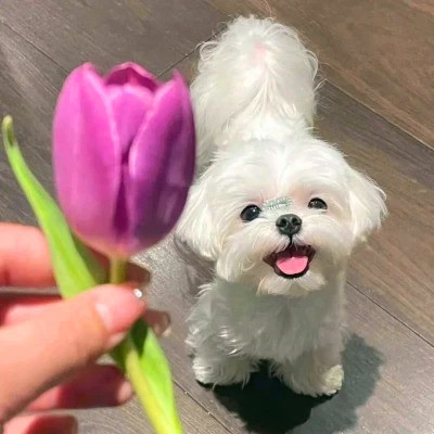 头像图片2025最火爆宠物