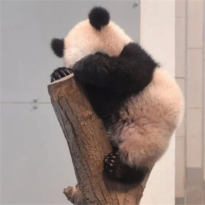 2025年宠物图片头像