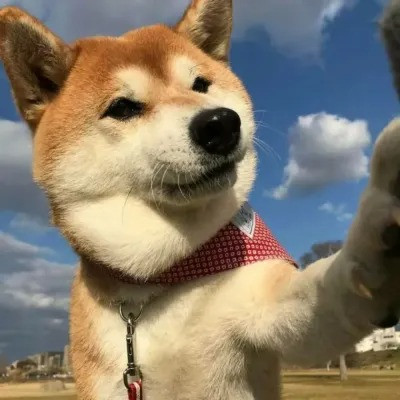 2025年宠物图片头像