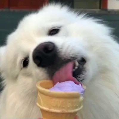 2025最新头像可爱呆萌宠物图片