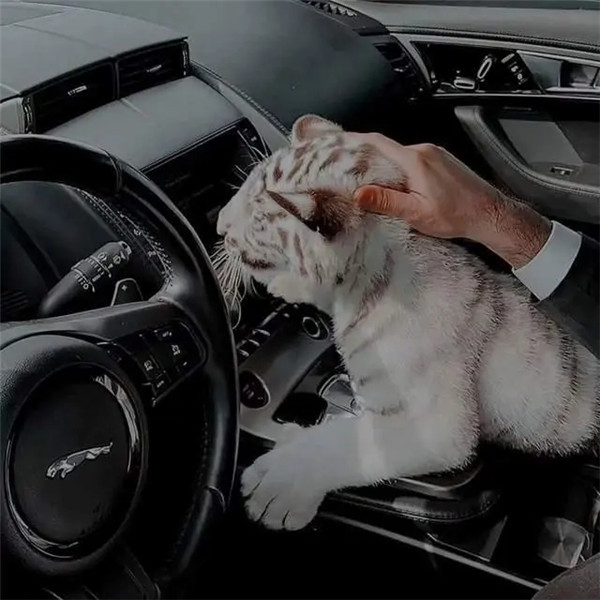 搞怪猛男头像