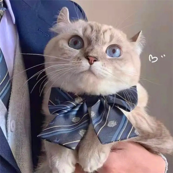 容易招桃花的头像可爱猫咪图片