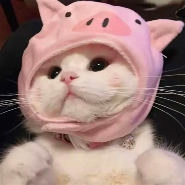 容易招桃花的头像可爱猫咪图片