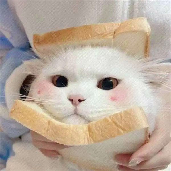 容易招桃花的头像可爱猫咪图片