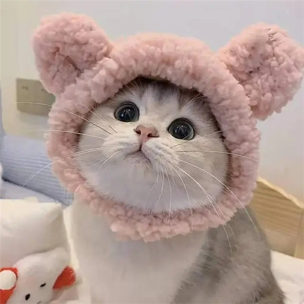 干净唯美可爱萌猫咪治愈系头像图片