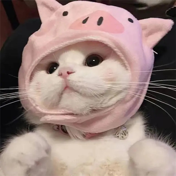 干净唯美可爱萌猫咪治愈系头像图片