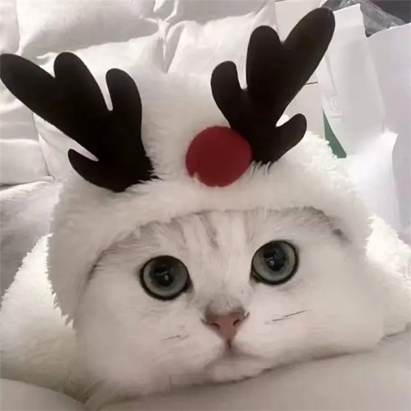 干净唯美可爱萌猫咪治愈系头像图片