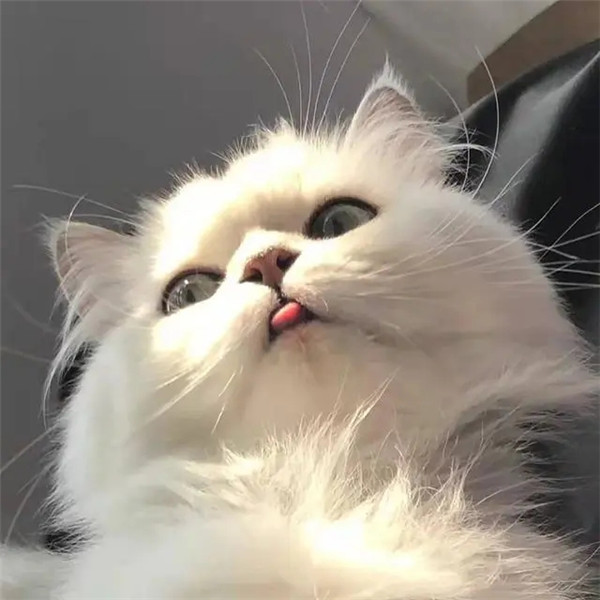 干净唯美可爱萌猫咪治愈系头像图片