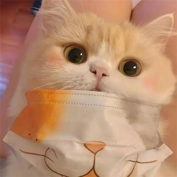 干净唯美可爱萌猫咪治愈系头像图片